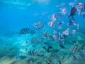 Striped dascillus fish school closeup. Coral reef underwater landscape. Tropical fishes in blue water