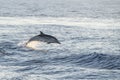 Striped dolphin close up portrait at sunset while jumping