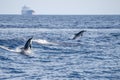 Striped dolphin close up portrait at sunset while jumping with a ship on background