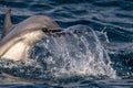 Striped dolphin jumping close up Royalty Free Stock Photo