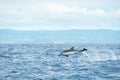 A Striped Dolphin Stenella coeruleoalba leaps out of the water in the Atlantic Ocean off the coast of Pico Island in the Azores Royalty Free Stock Photo