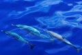 Striped Dolphins of the Carribian Island of Dominica Royalty Free Stock Photo