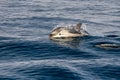 Striped dolphins jumping outside the sea Royalty Free Stock Photo