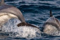 Striped dolphins jumping outside the sea Royalty Free Stock Photo