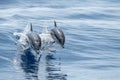 Striped dolphins jumping outside the sea