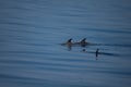 Striped dolphins in the Ligurian sea.