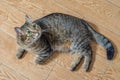 Striped domestic cat lies on the floor on the side Royalty Free Stock Photo