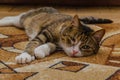 A striped domestic cat with a sore eye lies on a colored carpet. The treatment of domestic animals Royalty Free Stock Photo