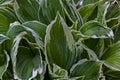 Striped Dracaena or dracena plant flower growing on the plant pot Royalty Free Stock Photo