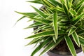 Striped Dracaena Plant