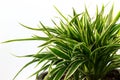 Striped Dracaena Plant