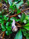 Striped earthen snail after rain.  Mountains of the Carpathians, the village of Slavske. Royalty Free Stock Photo