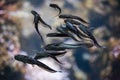 Striped eel catfish (Plotosus lineatus) Royalty Free Stock Photo
