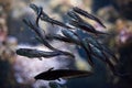 Striped eel catfish Plotosus lineatus Royalty Free Stock Photo