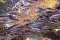 Striped eel catfish, Plotosus lineatus Royalty Free Stock Photo