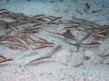 Striped Eel Catfish Plotosus lineatus Royalty Free Stock Photo