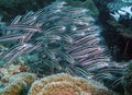 Striped Eel Catfish Plotosus lineatus Royalty Free Stock Photo