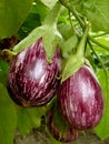 Striped eggplant Royalty Free Stock Photo