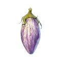 Striped eggplant isolated watercolor illustration