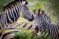 Striped family in a Kruger park Royalty Free Stock Photo