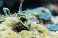 Striped Fang Blenny - Sipadan, Borneo, Malaysia Royalty Free Stock Photo