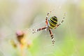 Striped female spider wasp Royalty Free Stock Photo