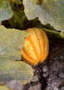 Striped Festival squash growing under leaves