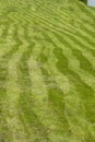 Striped field, grass mowed by uneven stripes of different shades of green. Curved stripes of mowed grass field meadow glade,