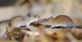Striped field mice pair in dispute and conflict
