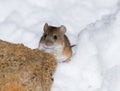 Striped Field Mouse, Apodemus agrarius