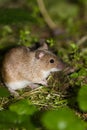 Striped Field Mouse, Apodemus agrarius