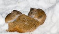 Striped Field Mouse, Apodemus agrarius