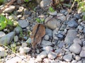 Striped field mouse