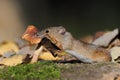 Striped Field Mouse eating mushroom