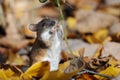 Striped Field Mouse eats Touch-me-not plant