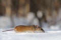 Striped Field Mouse running in the snow