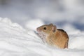 Striped Field Mouse in snow