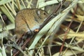 Striped field mouse