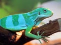 Striped Fijian iguana