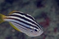 Striped fish