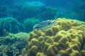 Striped fish in coral reef underwater photo. Exotic fish in nature. Tropical seashore snorkeling or diving Royalty Free Stock Photo