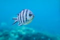 Striped fish in the Indian Ocean Royalty Free Stock Photo