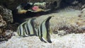 striped fish from Nemo cartoon