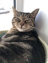 Striped fluffy cat lying in a cat bed.