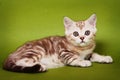 Striped fluffy kitten of a British cat