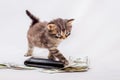Striped fluffy kitten near money and purse. Cost planning for pu