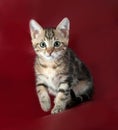 Striped fluffy kitten sitting on burgundy Royalty Free Stock Photo