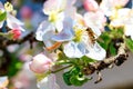 A fly that looks like a bee sits on a flower of an apple tree and eats pollen Royalty Free Stock Photo