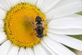 Striped fly Syrphidae - hoverfly collecting nectar from chamomile in the garden Royalty Free Stock Photo