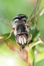 Striped fly Syrphidae - hoverfly collecting nectar from peony in the garden